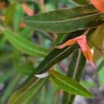 Euphorbia griffithii Φύλλο
