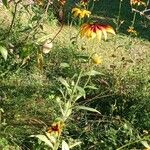 Rudbeckia hirta Tervik taim