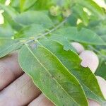 Catha edulis Φύλλο
