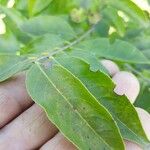 Catha edulis 葉