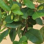 Crinodendron patagua Hoja