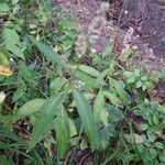 Persicaria maculosa Leaf