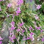 Silene schafta Flower