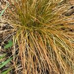 Carex testacea Leaf