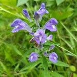 Scutellaria integrifolia 花