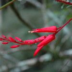 Quassia amara Blomma