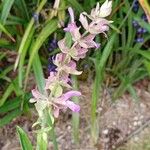 Salvia canariensis Blüte