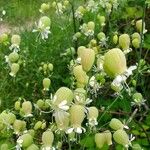 Silene vulgaris Virág