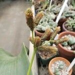 Welwitschia mirabilis Sonstige