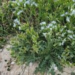 Limonium lobatum Агульны выгляд