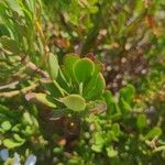 Iberis semperflorens Yaprak