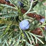 Juniperus scopulorum 果