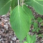 Colquhounia coccinea Leaf