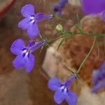 Lobelia erinusCvet