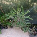 Kalanchoe daigremontiana Flower