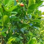 Murraya paniculata Fruit