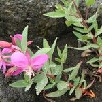 Chamerion latifolium Φύλλο