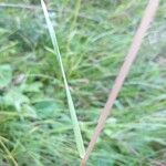 Deschampsia cespitosa Blatt