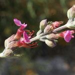 Teucrium divaricatum 花