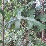 Lactuca floridana Hoja