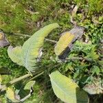 Lepechinia hastata Hoja