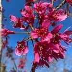 Prunus campanulata Цвят