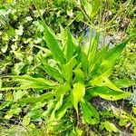 Knautia longifolia Blad