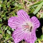 Geranium cinereumফুল