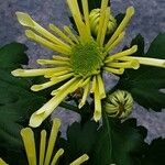 Chrysanthemum × morifolium Λουλούδι