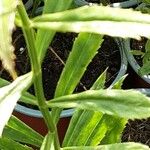 Physostegia virginiana Leaf