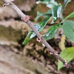 Buddleja globosa Schors