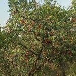 Vachellia exuvialis Habit