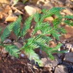 Dacrycarpus vieillardii Hábito