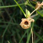 Silene noctiflora Gyümölcs