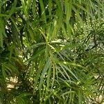 Podocarpus salignus List