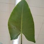 Alocasia zebrina Leaf