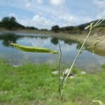 Lathyrus angulatus Plod