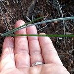Dipcadi brevifolium Hoja