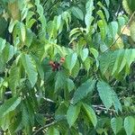 Harpullia arborea Leaf
