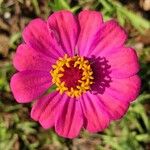 Zinnia elegansFlower