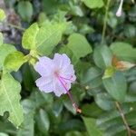 Mirabilis longiflora Цвят