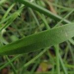 Ranunculus lingua Blatt