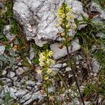 Pedicularis ascendens Flower