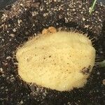 Sechium edule Φρούτο