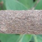 Combretum apiculatum Bark