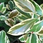 Cleyera japonica Folha