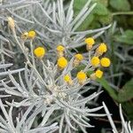 Helichrysum italicum Flor