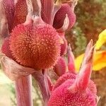 Canna indica Fruit