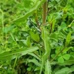 Oenothera indecora Liść