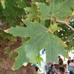 Platanus orientalis Листок